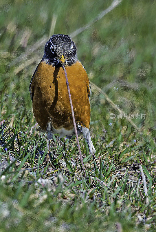 美国知更鸟(Turdus migratorius)是画眉科的一种迁徙鸣禽，发现于怀俄明州的黄石国家公园。从地上拽出一条蚯蚓。